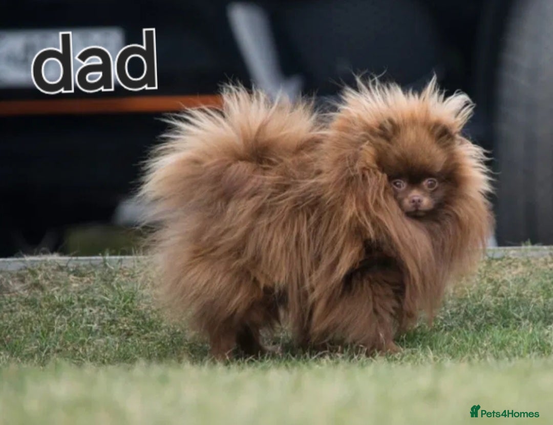 Pomeranian dogs for sale: True to type blue and chocolate boy - Image 13