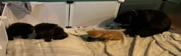 British Longhair cats for sale: Fluffy girl kittens  in Norwich - Advert 4
