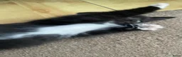 Mixed Breed cats for sale: 1 Beautiful Female Kitten Left  - Advert 17
