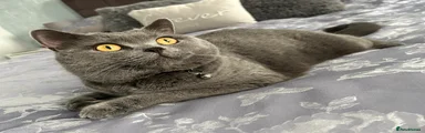 British Shorthair 1