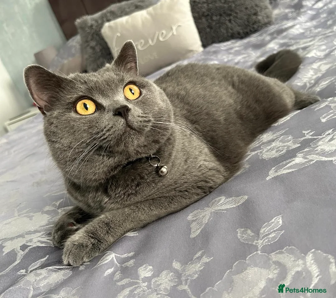 British Shorthair cats for sale: Beautiful British Blue Male  - Advert 6