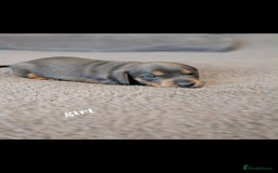 Miniature Dachshund dogs for sale: Miniature Dachshund Puppies For Sale  - Advert 6