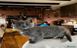 Persian cats for sale: Beautiful Kittens - Advert 1