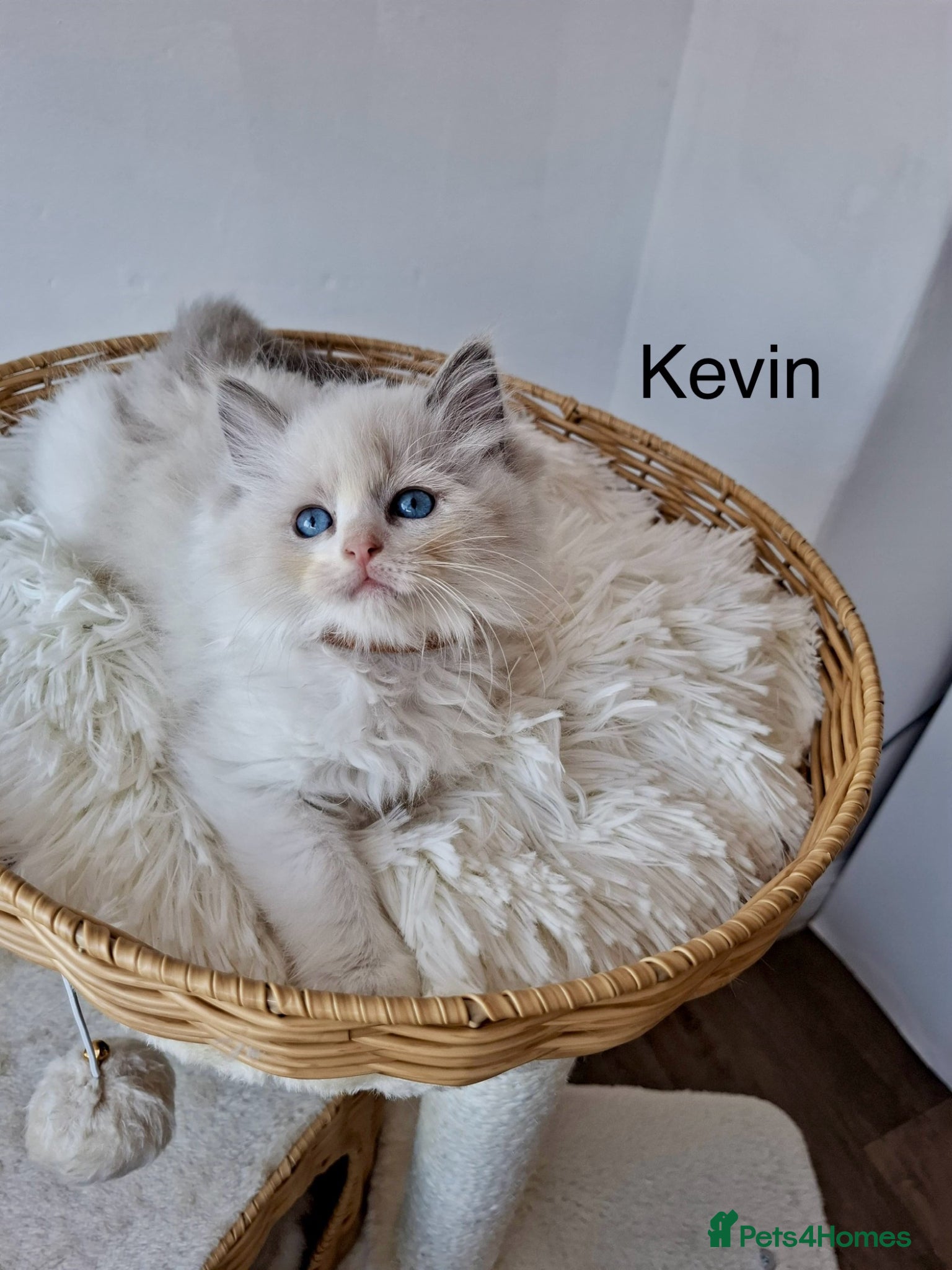 Ragdoll cats Purebred Ragdoll Kittens - TICA - YORKSHIRE - Advert 1