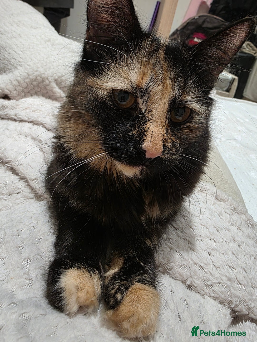 Mixed Breed cats for sale: Cats 4  - Advert 5