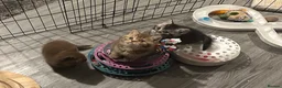 British Shorthair cats for sale: Rare colours pure breed BSH - Advert 9