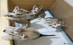 Siberian Husky dogs for sale: Siberian Husky puppies ❤️ - Image 19