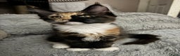 Maine Coon cats for sale: READY NOW! PEDIGREE MAINE COON GIRL  - Advert 12