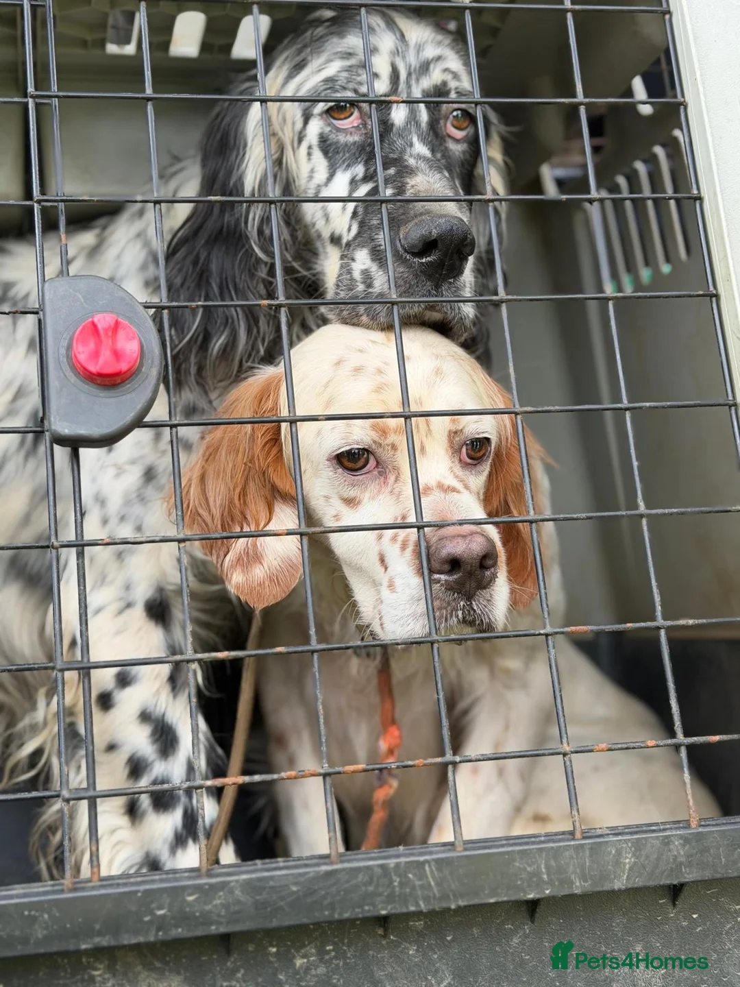 English Setter dogs for adoption: Bruno - Advert 2