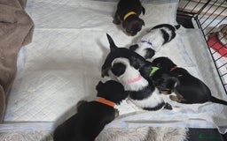 Biewer Terrier dogs for sale: Yorkshire Biewier terrier  - Advert 22