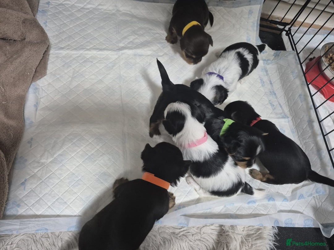 Biewer Terrier dogs for sale: Yorkshire Biewier terrier  - Advert 22