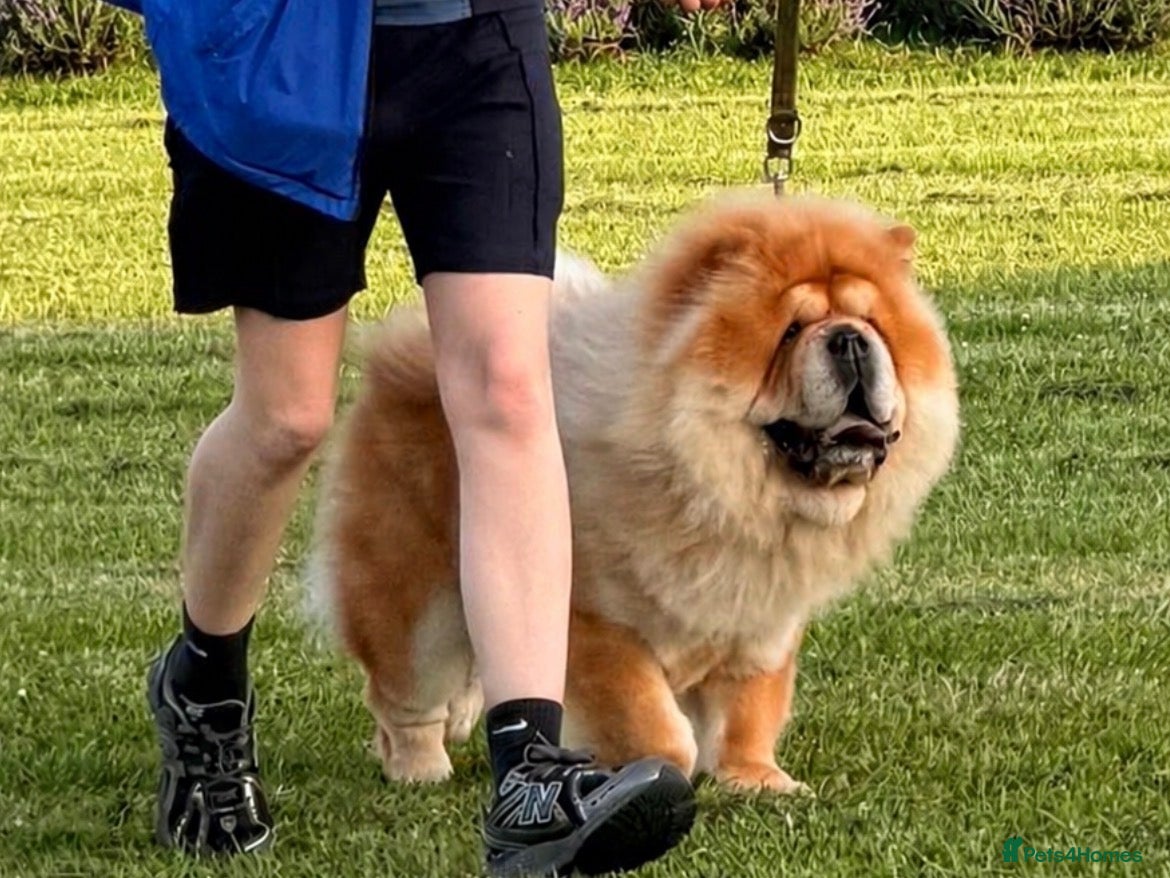 Chow Chow dogs KC Registered Proven Chow Chow Stud - Advert 1