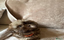 Shih Tzu dogs for sale: 2 little girls left - Image 3