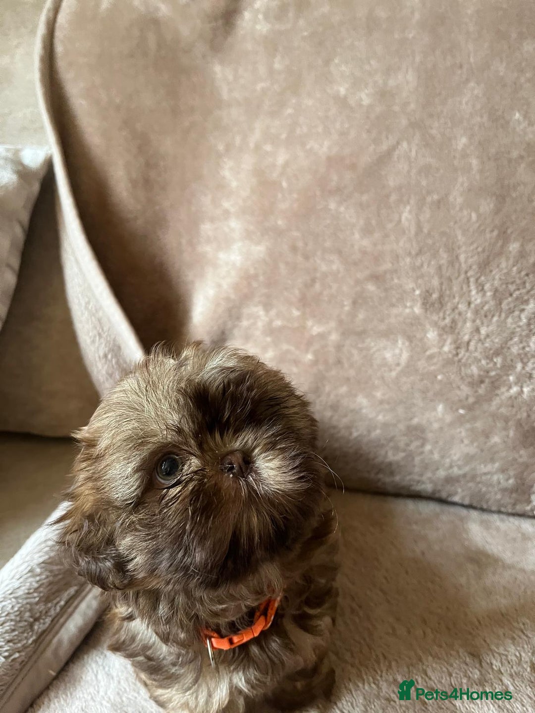 Shih Tzu dogs for sale: 2 little girls left - Image 3