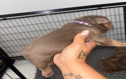 English Bulldog dogs for sale: Chunky English bulldog puppies!! - Image 7