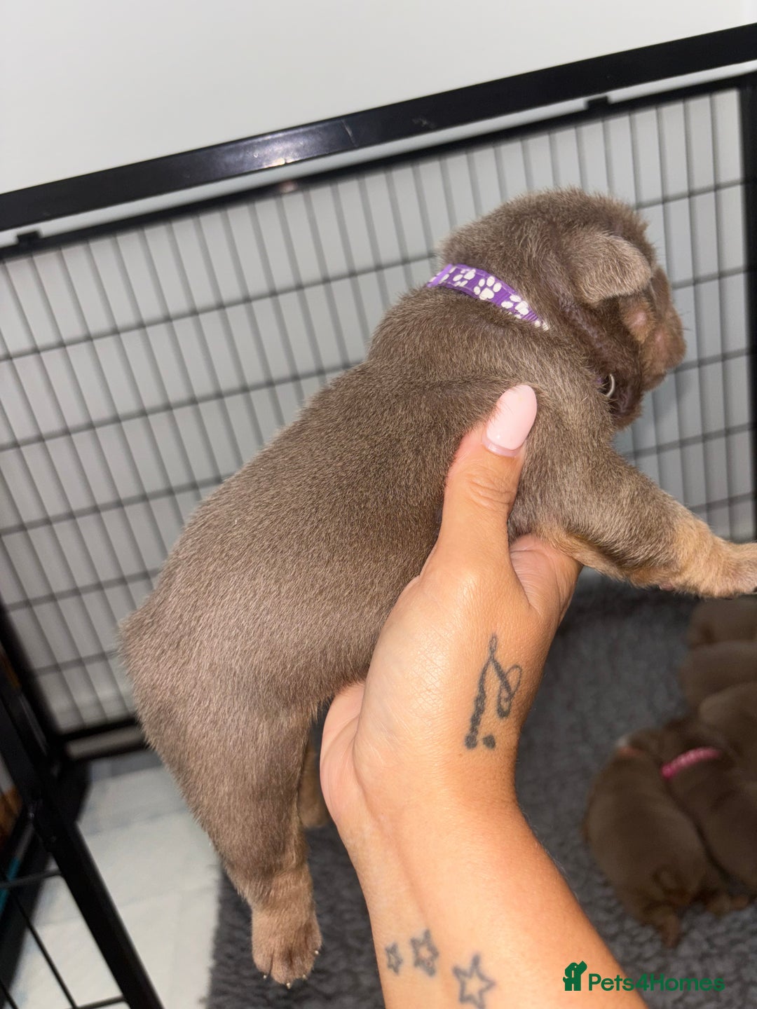 English Bulldog dogs for sale: Chunky English bulldog puppies!! - Image 7
