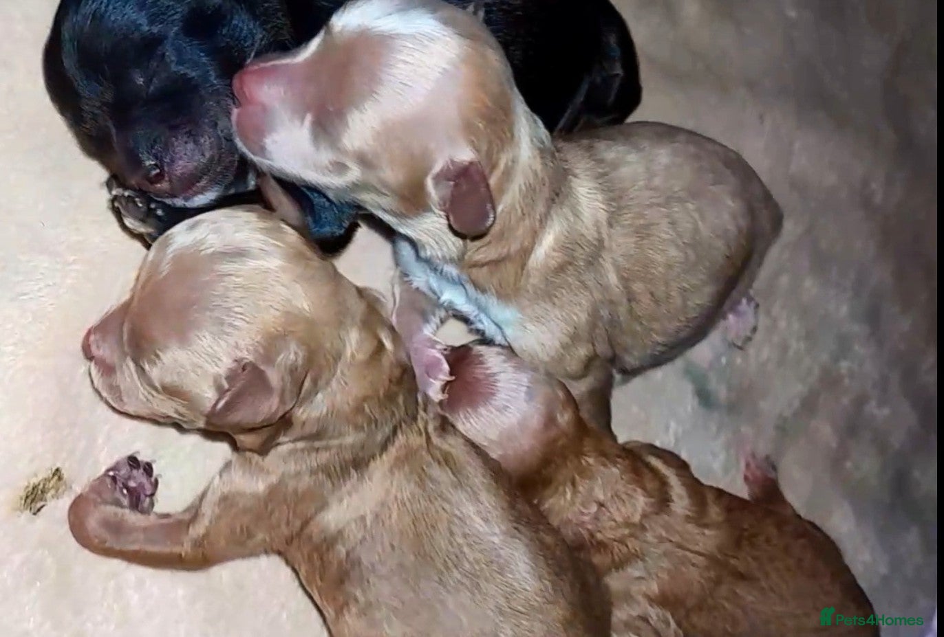 Maltipoo dogs Luxury Asian brown, tanned Toy Maltipoo Puppies❤️ - Advert 14