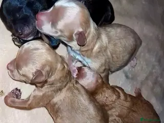Maltipoo dogs Luxury Asian brown, tanned Toy Maltipoo Puppies❤️ - Advert 3