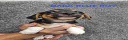 Jack Russell dogs for sale: Jack russells  - Advert 5