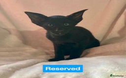 Oriental cats for sale: Gorgeous Oriental & Siamese kittens available - Image 4