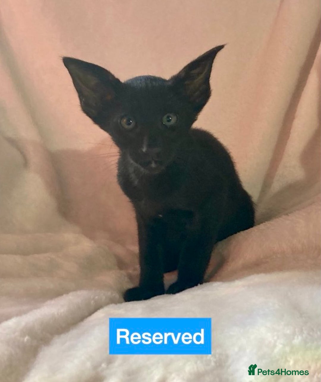 Oriental cats for sale: Gorgeous Oriental & Siamese kittens available - Image 4