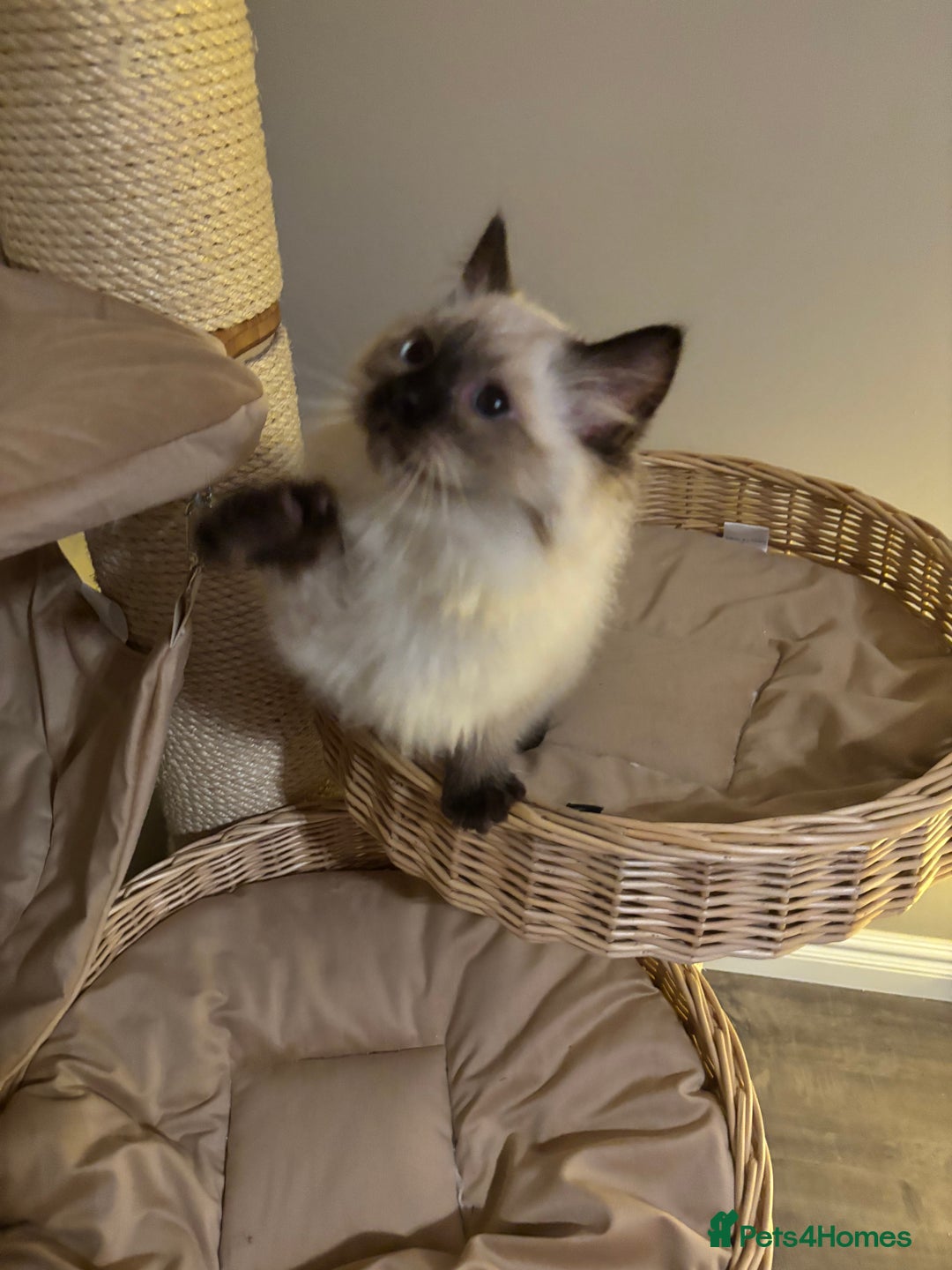 Ragdoll cats for sale: Stunning seal colourpoint boy gccf registered  - Advert 8