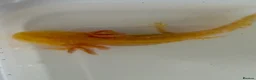 Axolotl reptiles for sale: Axolotl - Advert 24