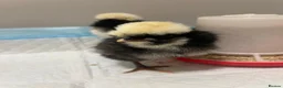 Chickens poultry for sale: 6 x Fresh Bantam Polish Hatching Eggs - Advert 2