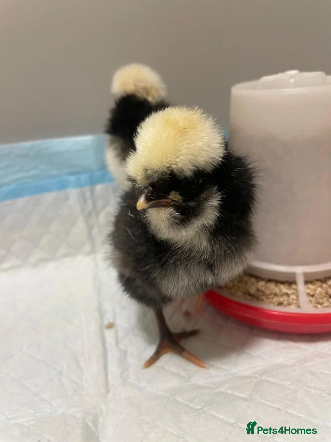 Chickens poultry for sale: 6 x Fresh Bantam Polish Hatching Eggs - Advert 2