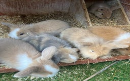 Mini Lion Lop rabbits for sale: Adorable Mini Lion Lops available for Loving Homes - Image 2