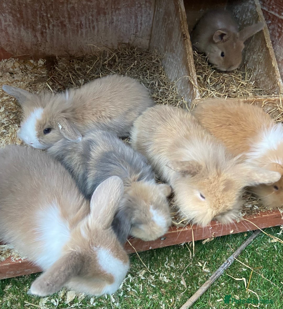 Mini Lion Lop rabbits for sale: Adorable Mini Lion Lops available for Loving Homes - Image 2