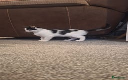 Mixed Breed cats for sale: 3 black and white kittens  - Image 6