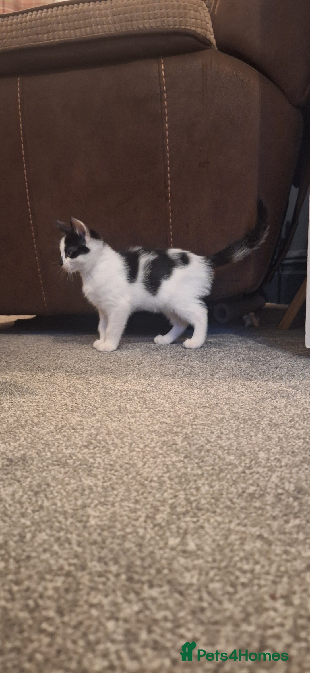 Mixed Breed cats for sale: 3 black and white kittens  - Image 6