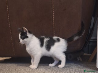 Mixed Breed cats - Advert 16