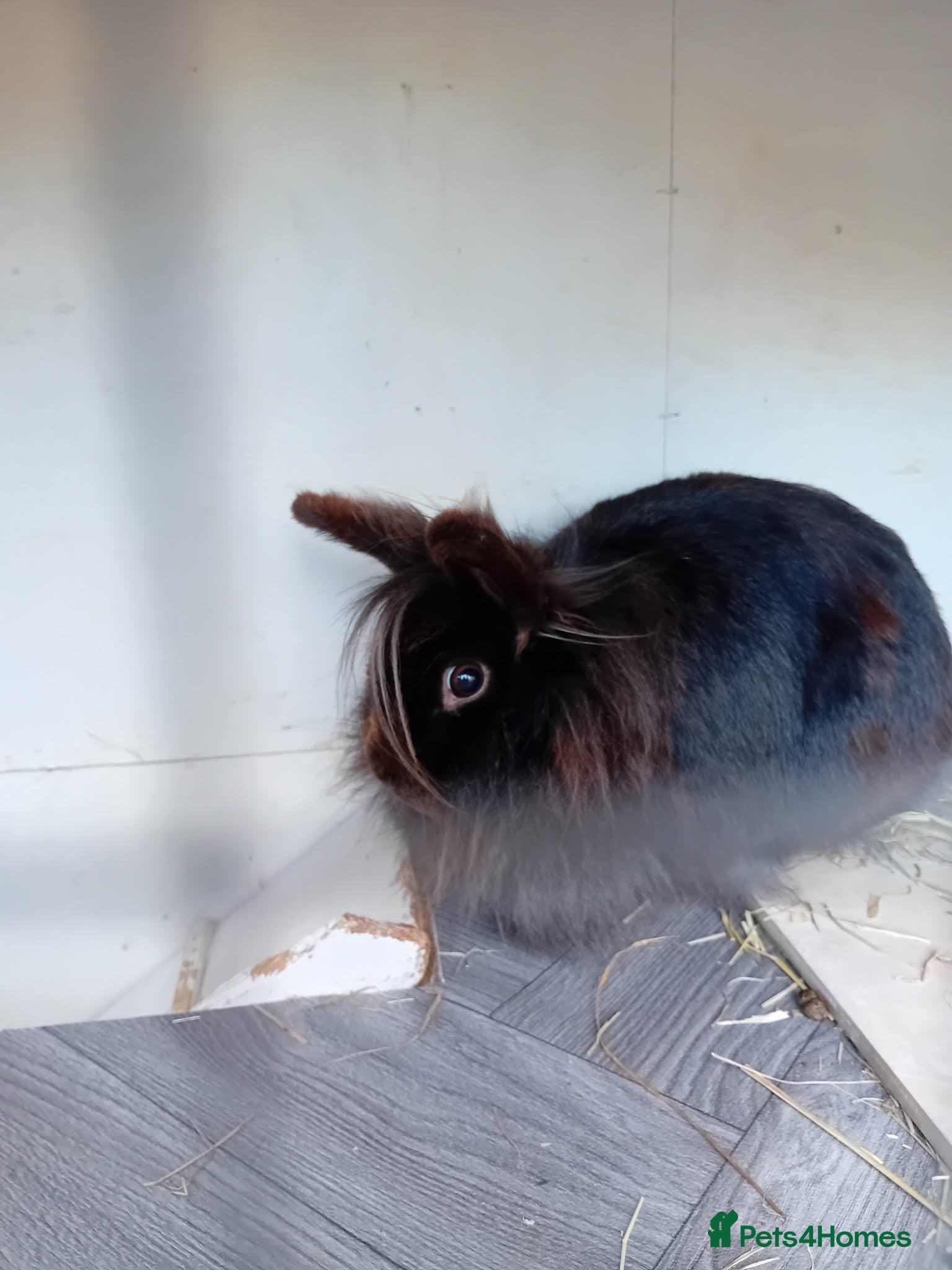 Lionhead rabbits 🌻Pure lionhead🌻 - Advert 2
