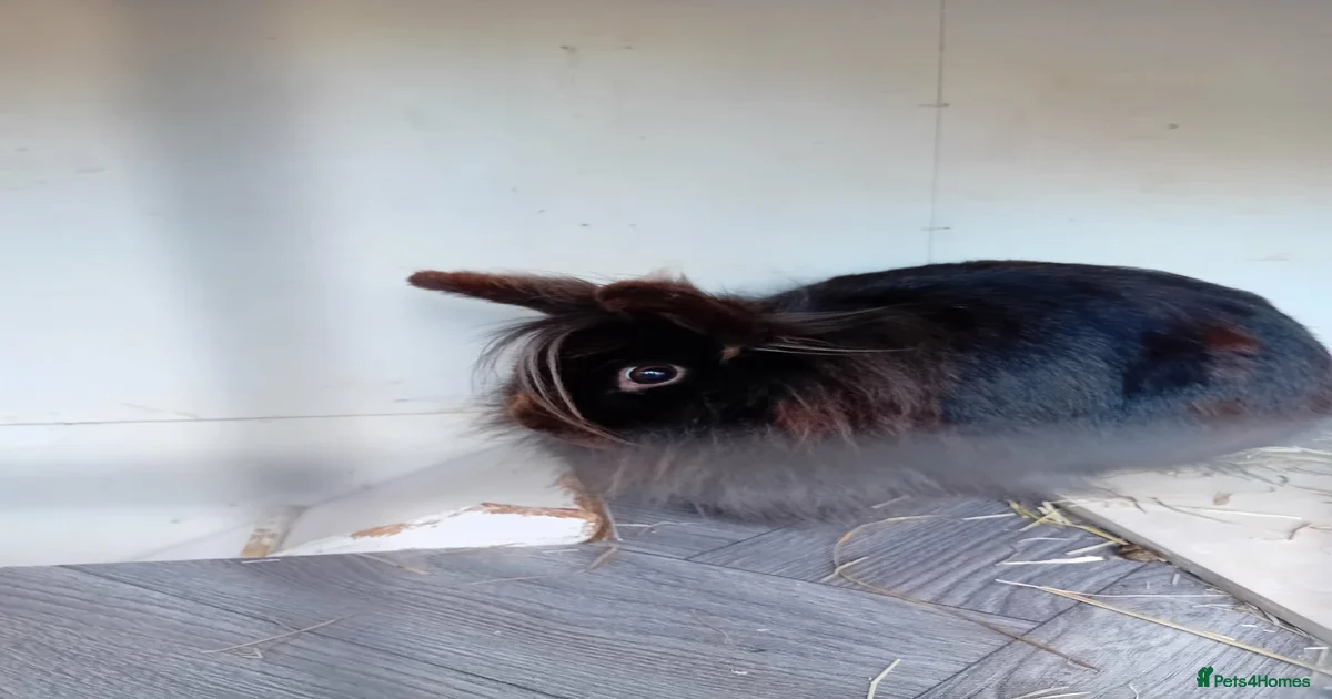 Rabbits For Sale Photo Inspiration