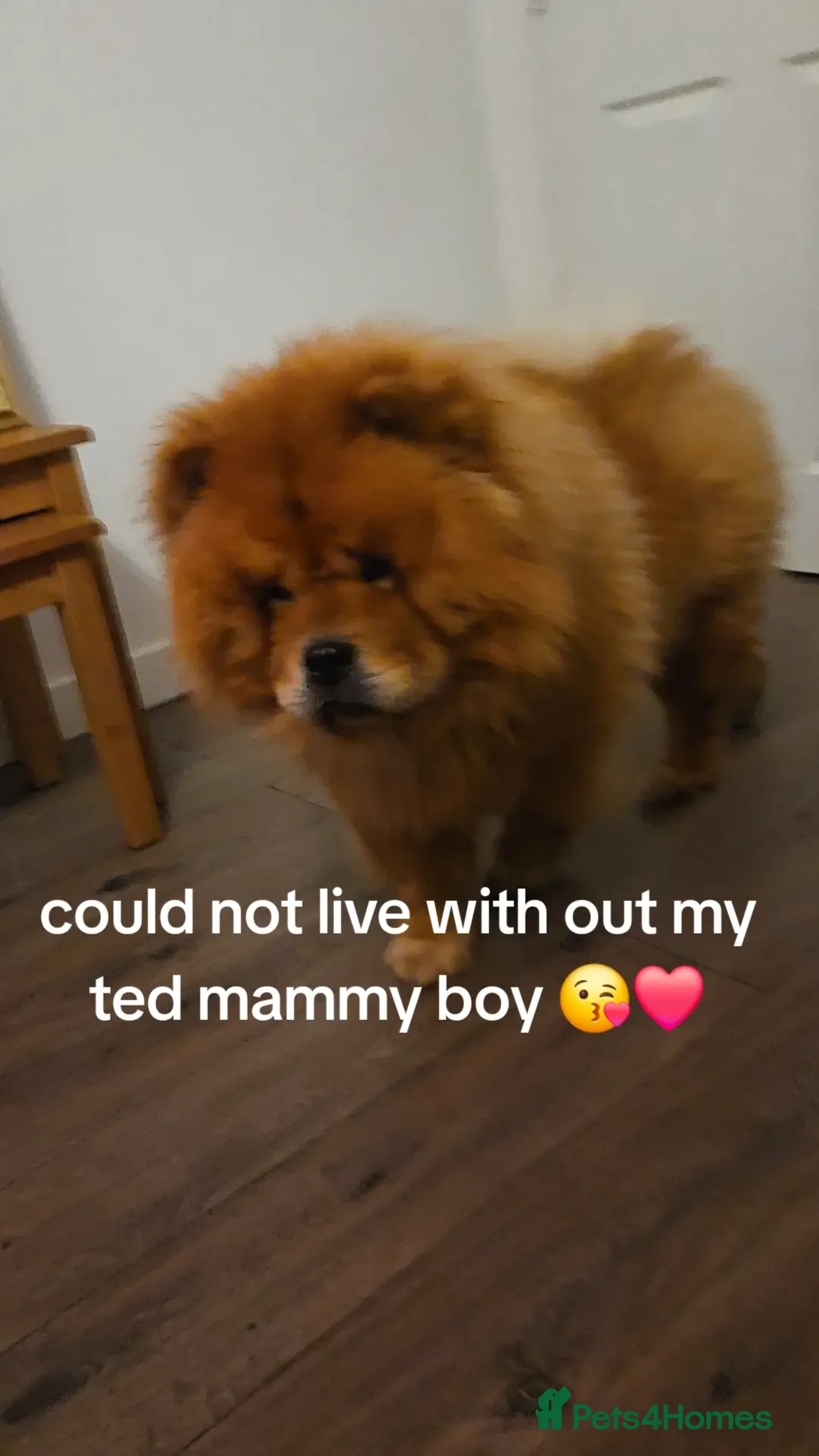 Chow Chow dogs for sale: Chow chow  - Advert 1