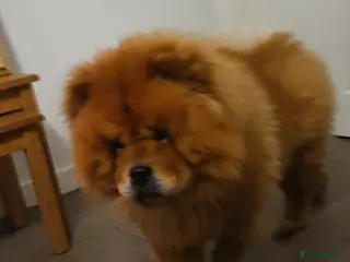 Chow Chow dogs Chow chow - Advert 16