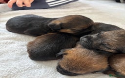 Border Terrier dogs for sale: Border terrier pups - Image 6