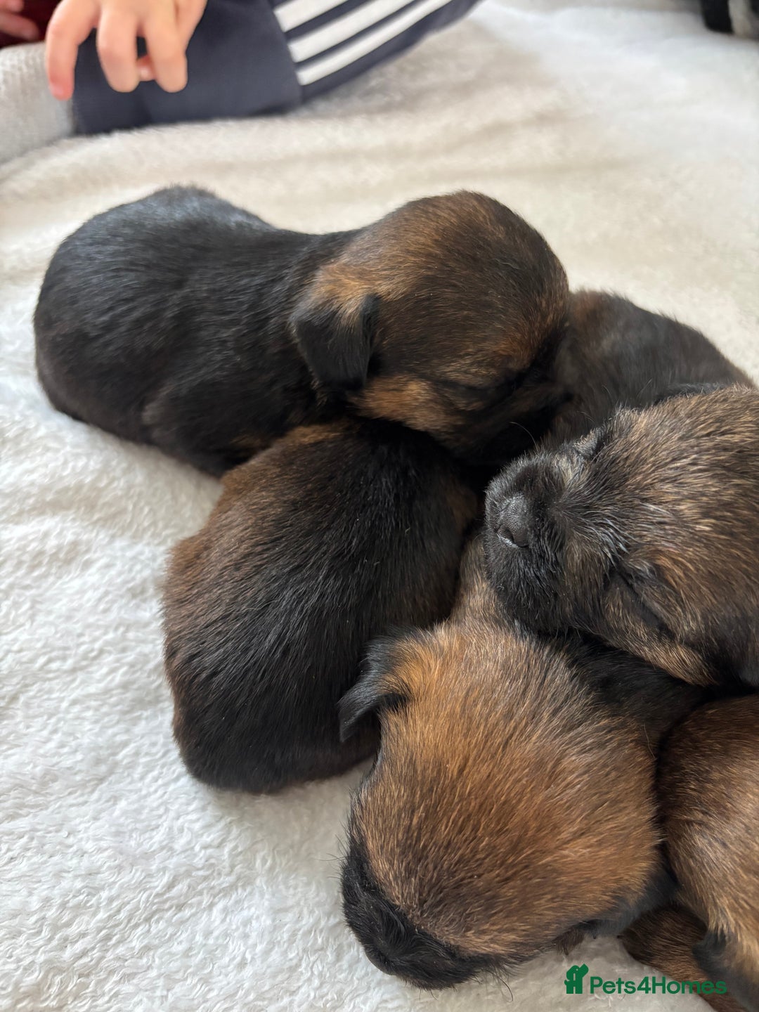 Border Terrier dogs for sale: Border terrier pups - Image 6