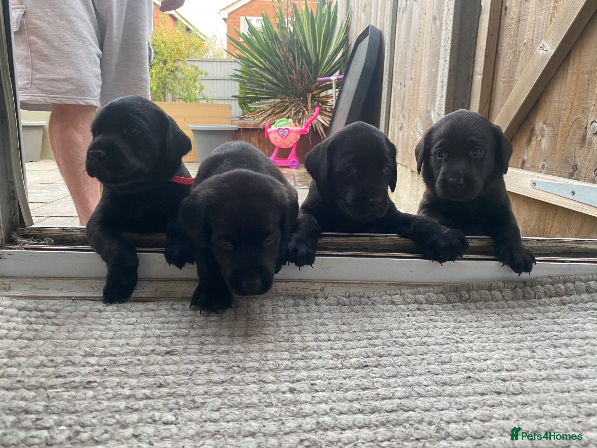 Labrador Retriever dogs Beautiful KC Registered litter of Labrador puppies - Advert 1
