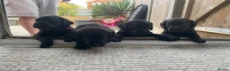 Labrador Retriever dogs for sale: Beautiful KC Registered litter of Labrador puppies in Worcester - Advert 1