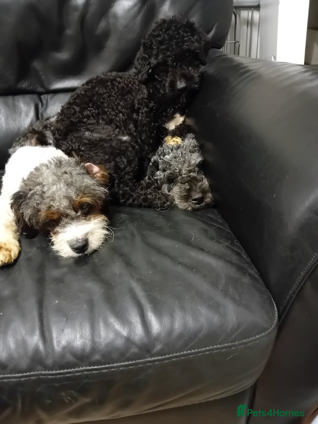 Cavapoo dogs for sale: Year old cavapoos for rehoming  - Advert 2
