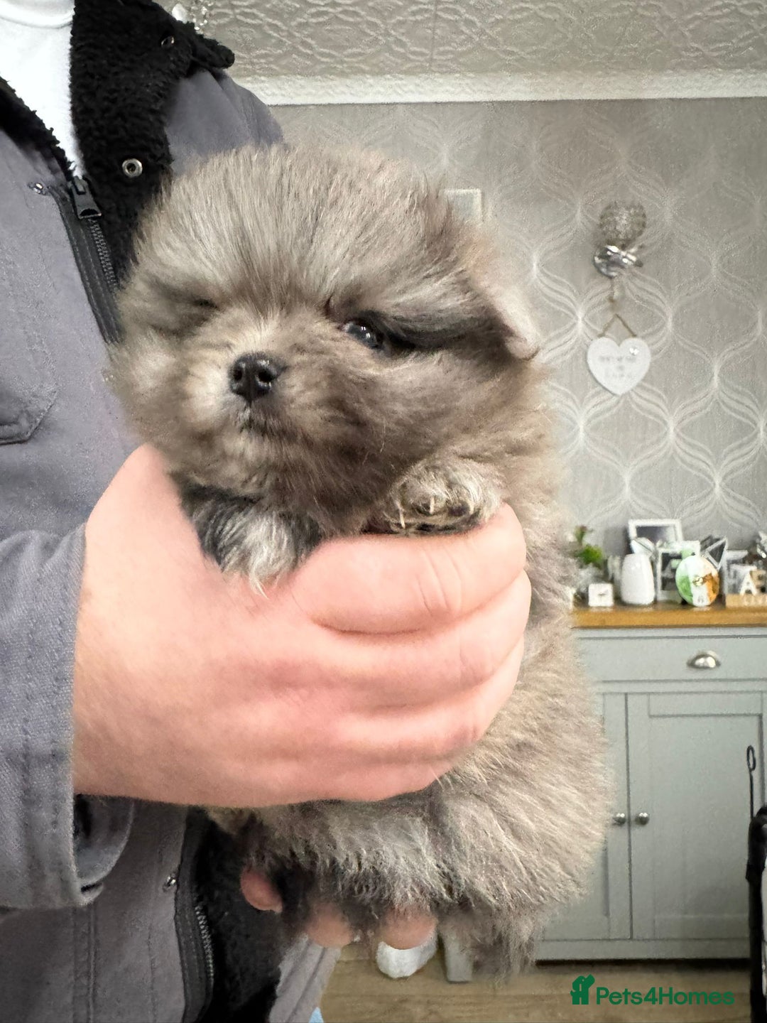 Pomeranian dogs for sale: 4 beautiful pomeranian - Advert 12