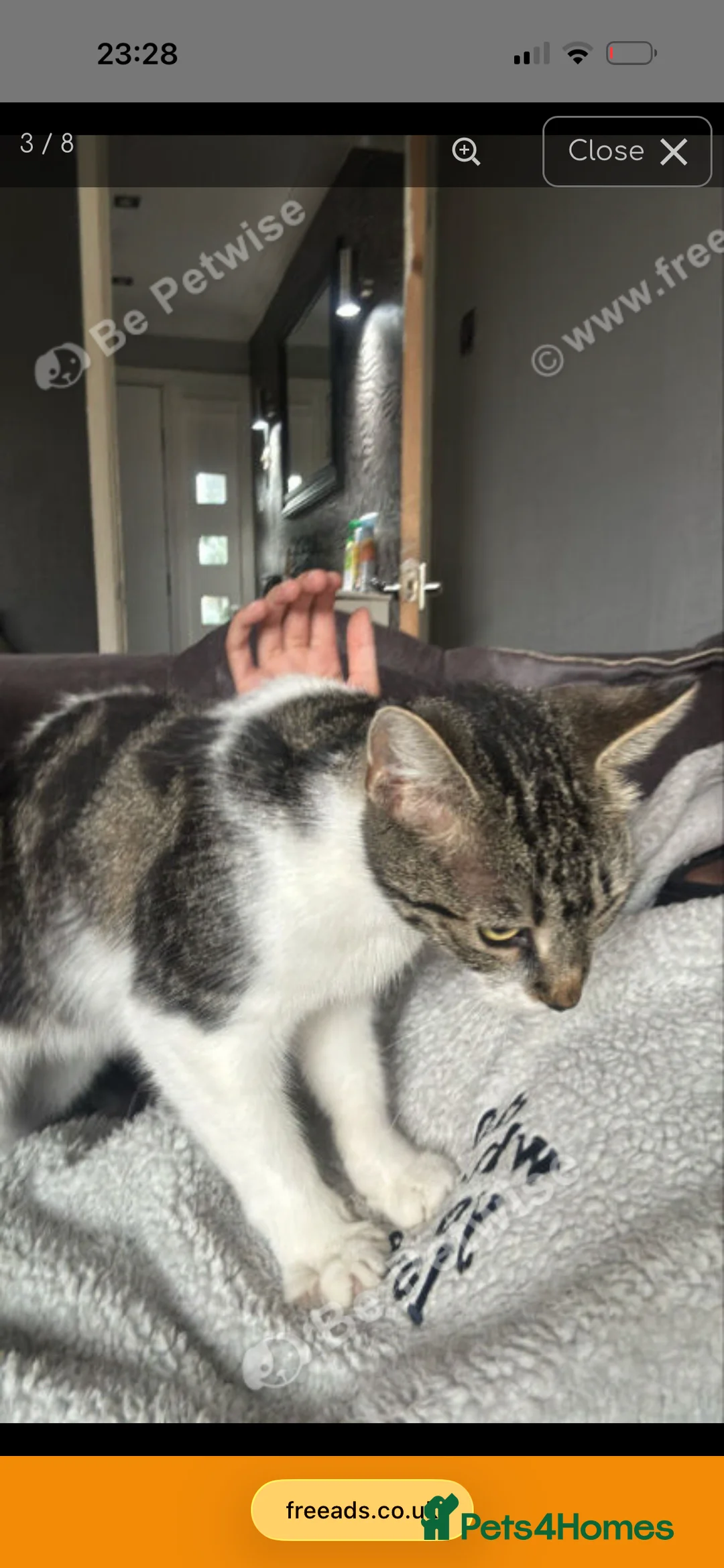 Maine Coon cats for sale: Maine Coon cross  - Advert 2