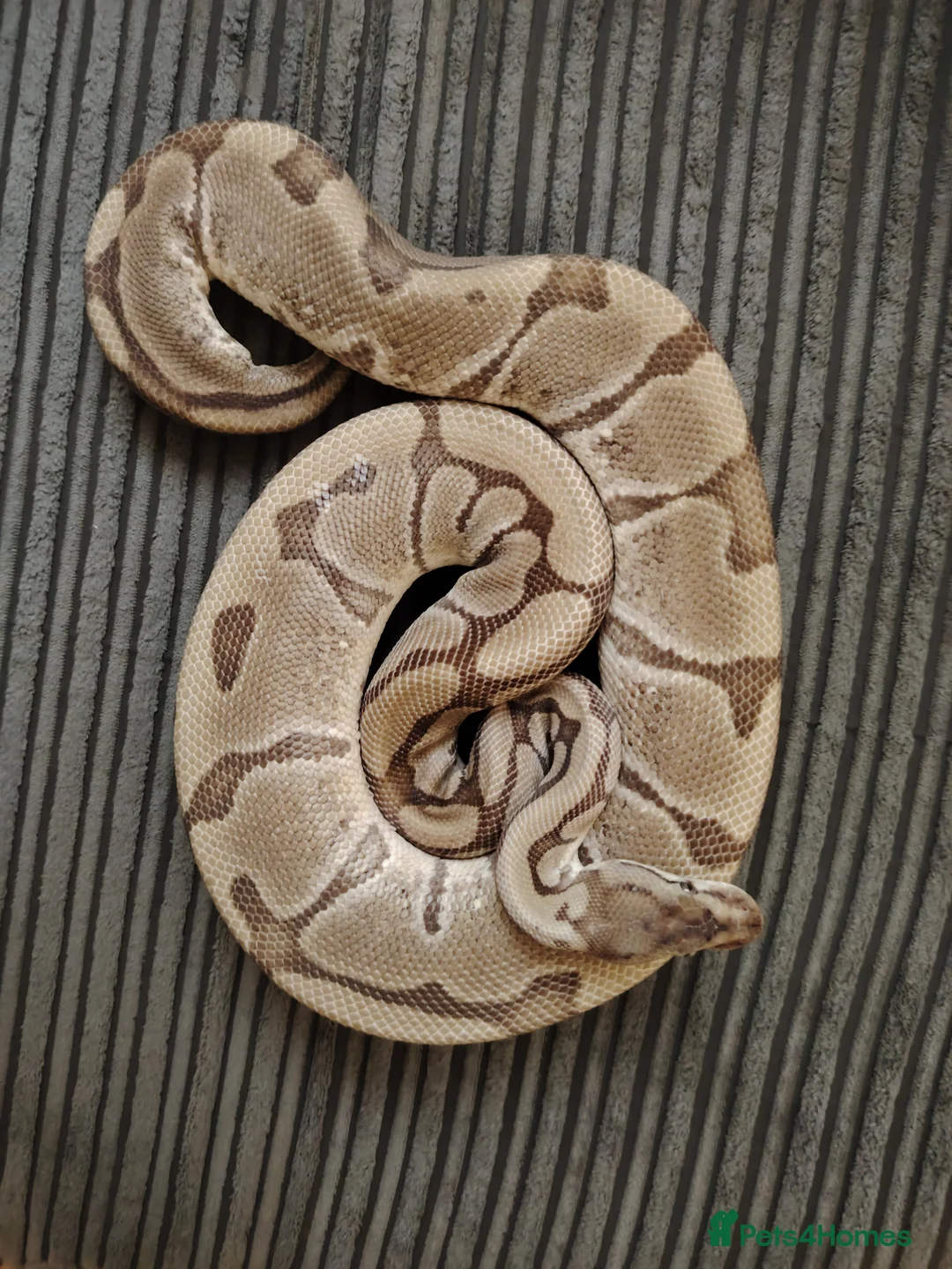 Python Snake reptiles for sale: Beautiful collection of pythons for sale  - Advert 2