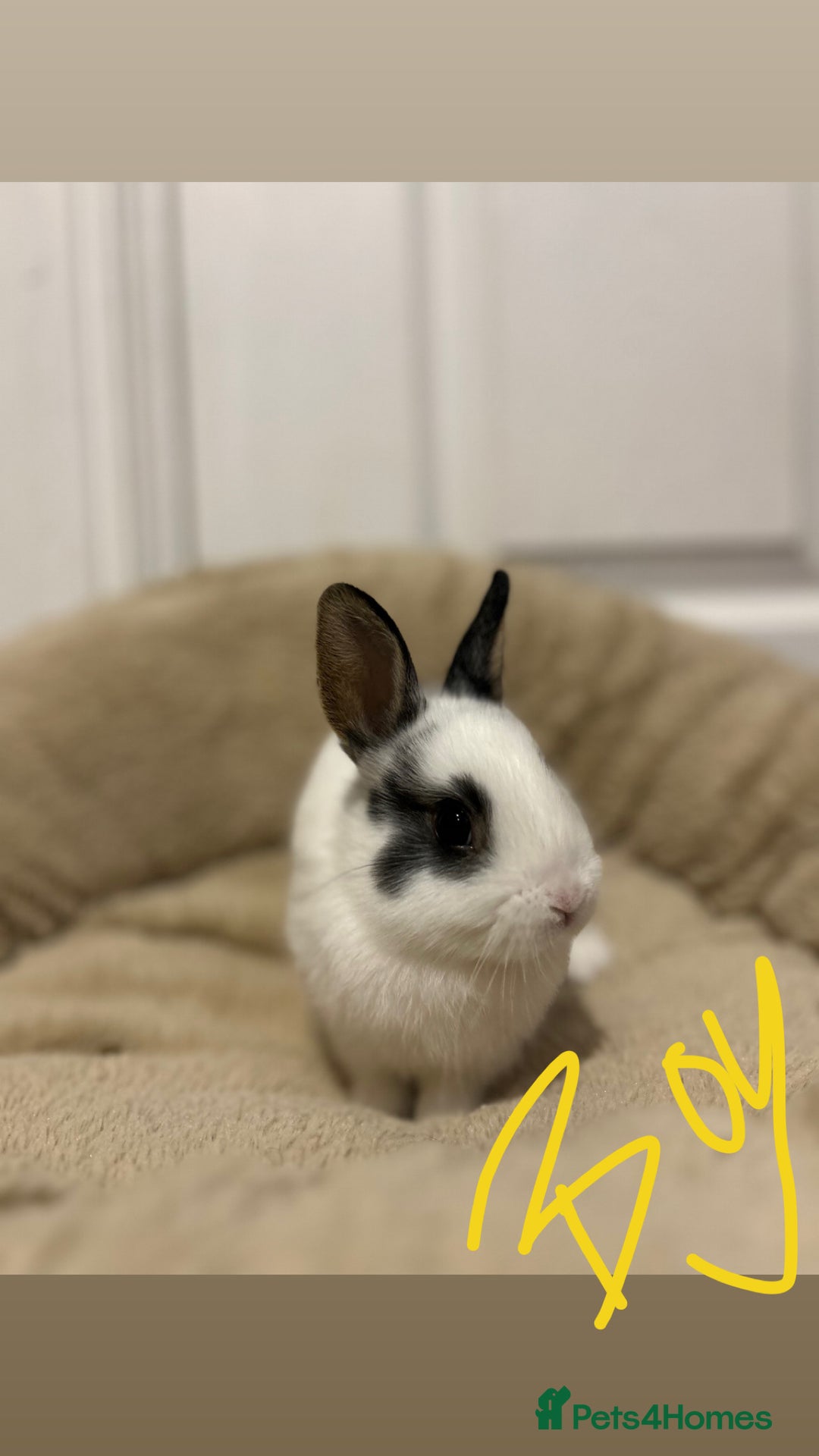 Netherland Dwarf rabbits for sale: 2 boys and 1 girl neverland dwarf rabbits  - Advert 1