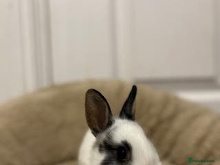 Netherland Dwarf rabbits 2 boys and 1 girl neverland dwarf rabbits - Advert 5