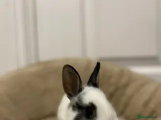 Netherland Dwarf rabbits 2 boys and 1 girl neverland dwarf rabbits - Advert 20