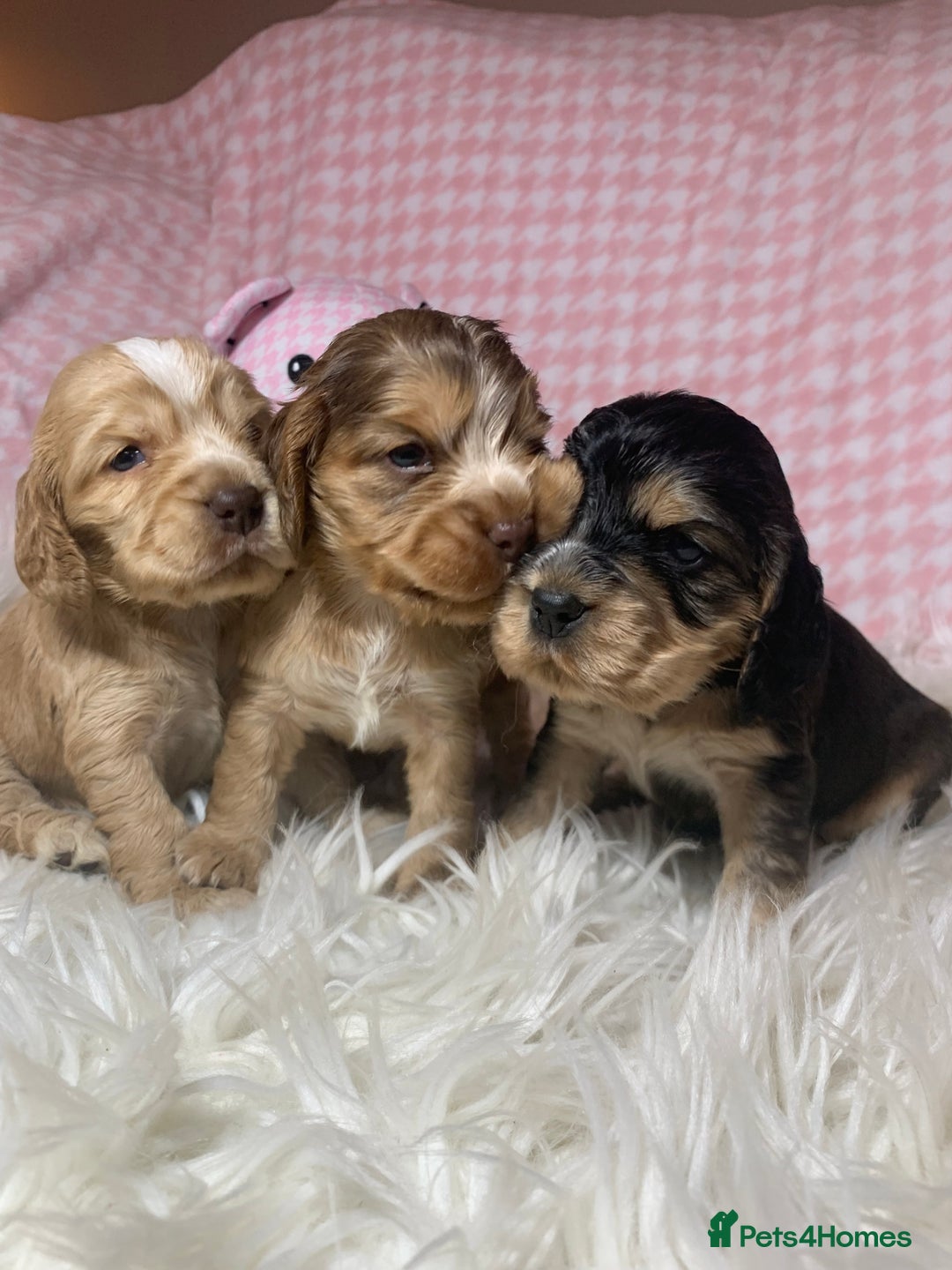 Cocker Spaniel dogs for sale: Show type cocker spaniel puppy’s PRA Clear  - Advert 8